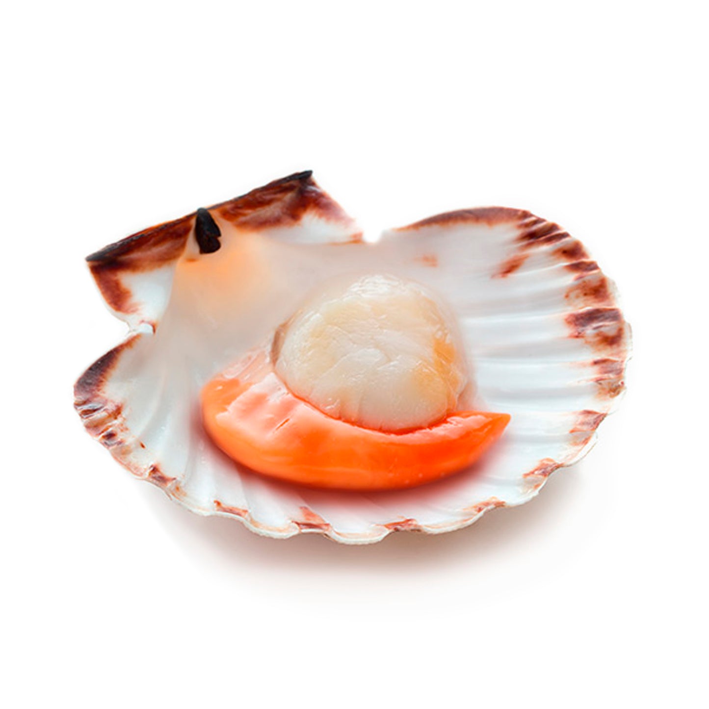 Coquilles Saint Jacques PC