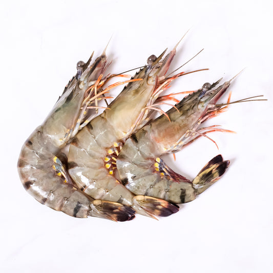 Black Tiger Shrimps U5