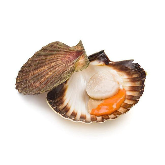 Coquilles Saint Jacques PC